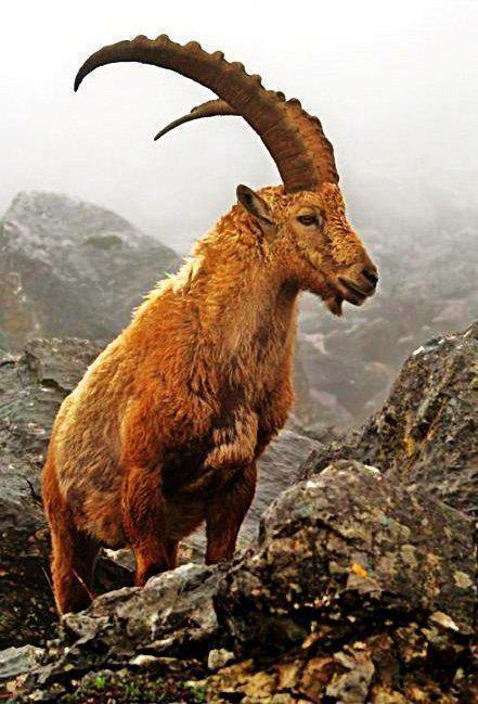 Mountain Ibex Watching Tours